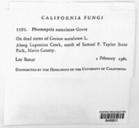 Phomopsis asteriscus image